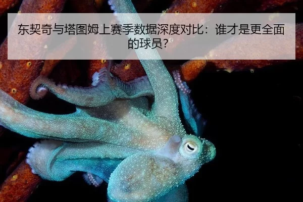 dong-qi-qi-yu-ta-tu-mu-shang-sai-ji-shu-ju-shen-du-dui-bi-shui-cai-shi-geng-quan-mian-de-qiu-yuan-2-329.jpg